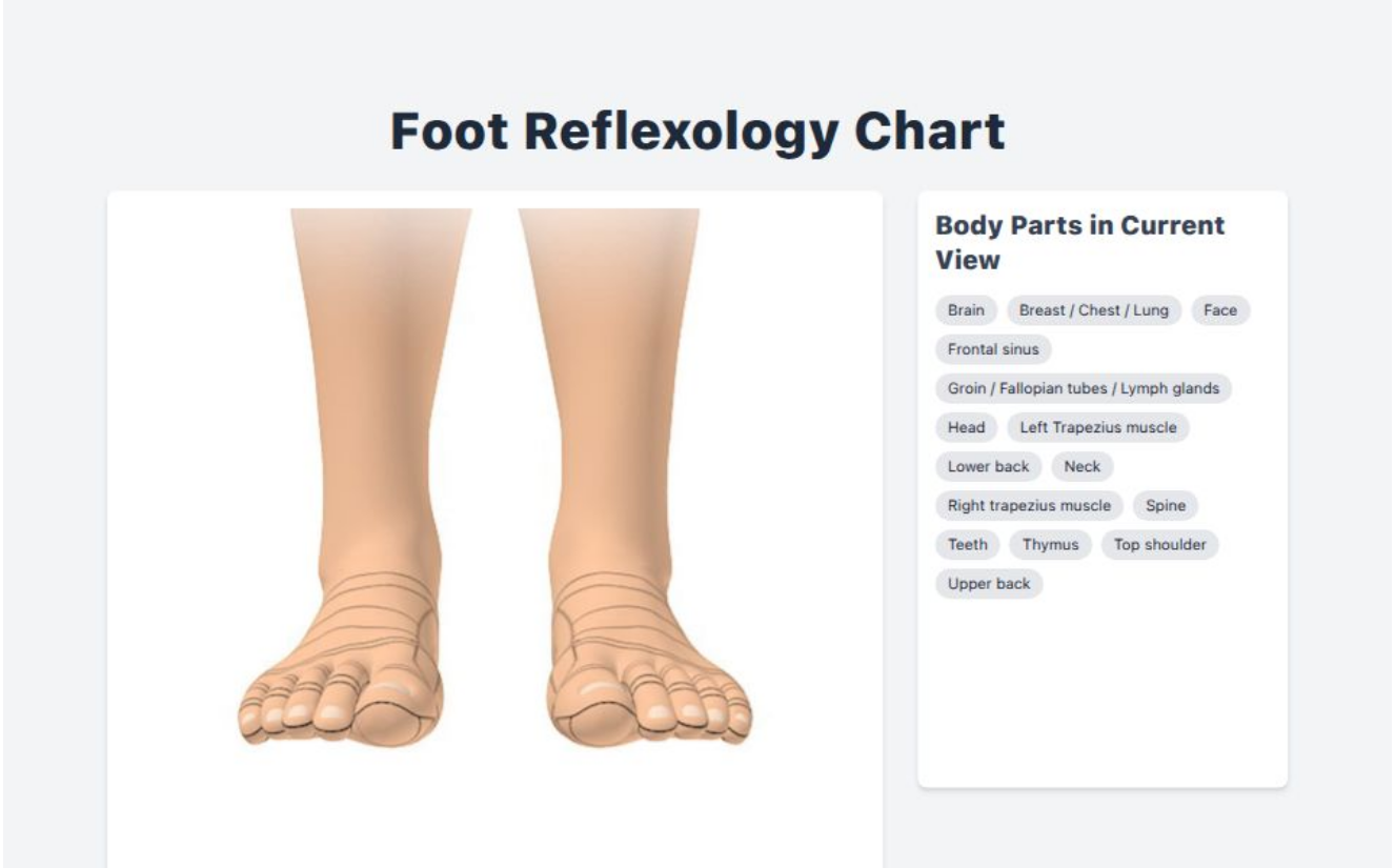 Interactive Reflexology Chart